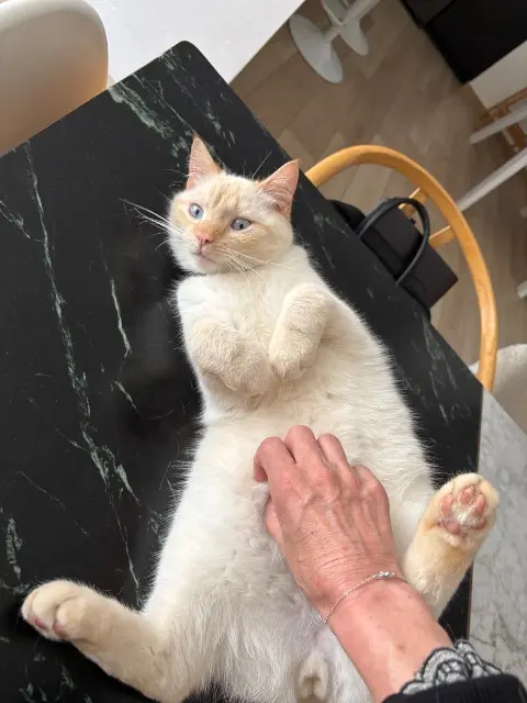 chat lost   87350 Panazol Willow