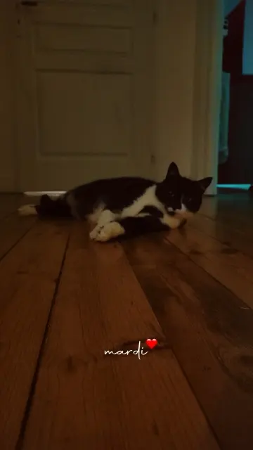 chat lost   87230 Pageas Winston