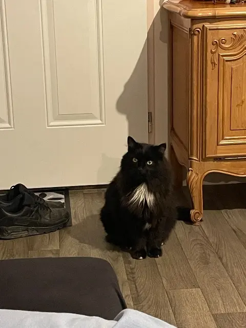 chat lost   87170 Isle Zenko