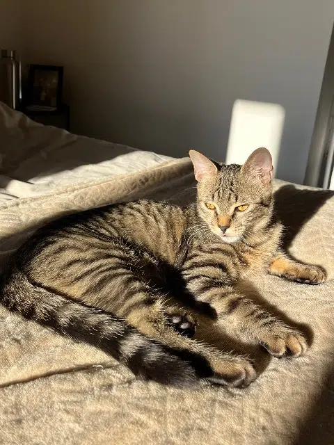 chat lost   88650 Anould Angelo