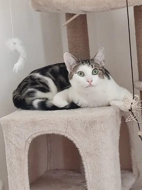 chat lost   88130 Charmes Atlas