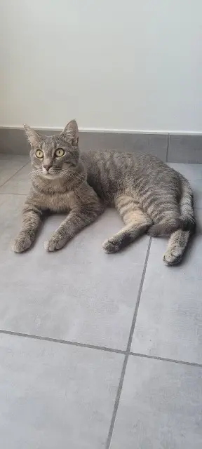 chat lost   88000 Épinal Cazzo