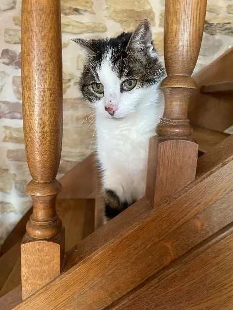 chat lost   88700 Sainte-Hélène Chipi