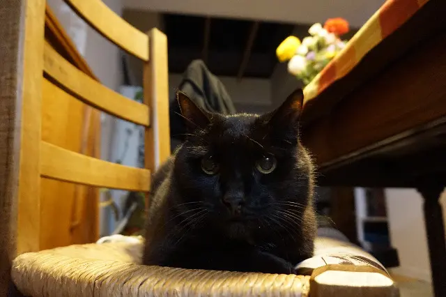 chat lost   88000 Épinal coco