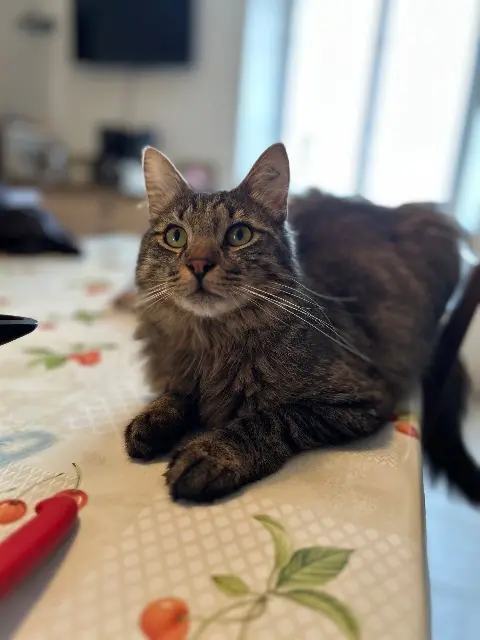 chat lost   88170 Gironcourt-sur-Vraine Colin