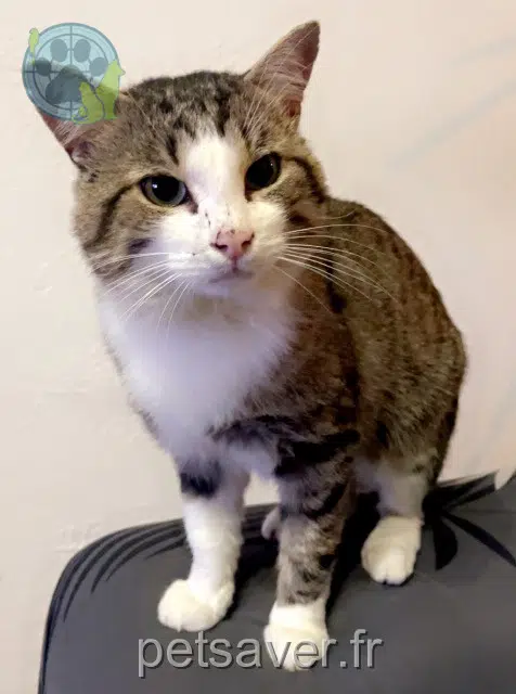 chat lost   88100 Saint-Dié-des-Vosges Francis