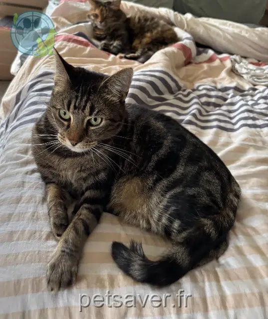 chat lost   88000 Épinal Kaida