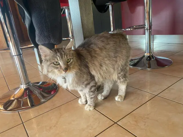 chat lost   88120 Sapois Loucky