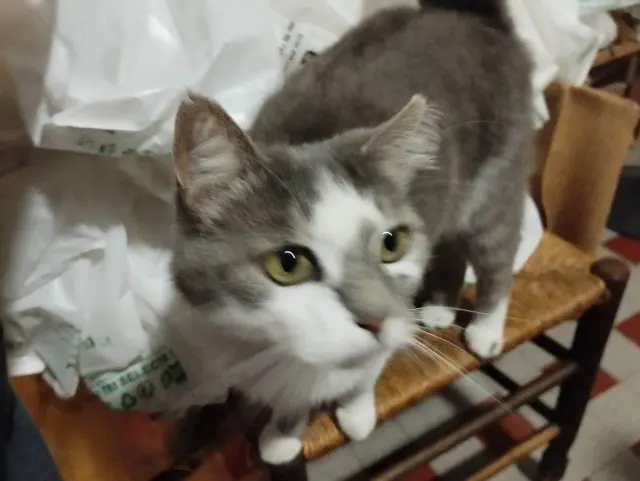 chat lost   88100 Saint-Dié-des-Vosges loul