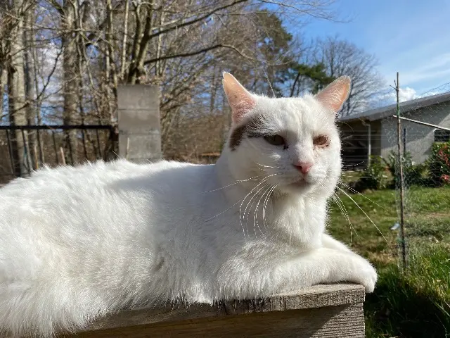 chat lost   88000 Chantraine Maurice