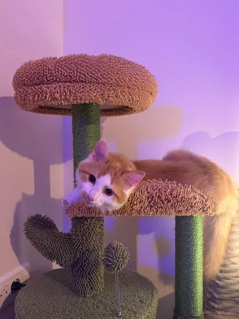 chat lost   88200 Remiremont Mego