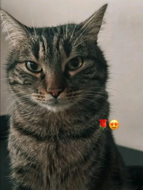 chat lost   88200 Remiremont Mew