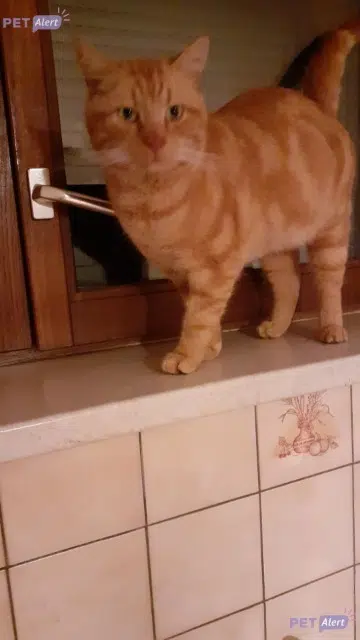 chat lost   88700 Rambervillers Minet