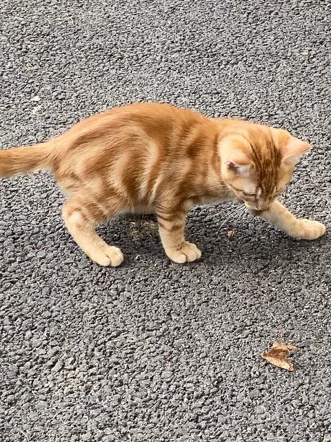 chat lost   88150 Thaon-les-Vosges Minouche