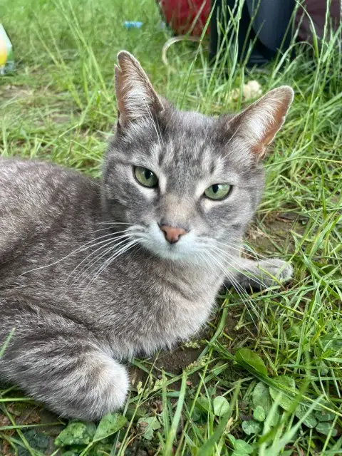 chat lost   88420 Moyenmoutier Mistisgris