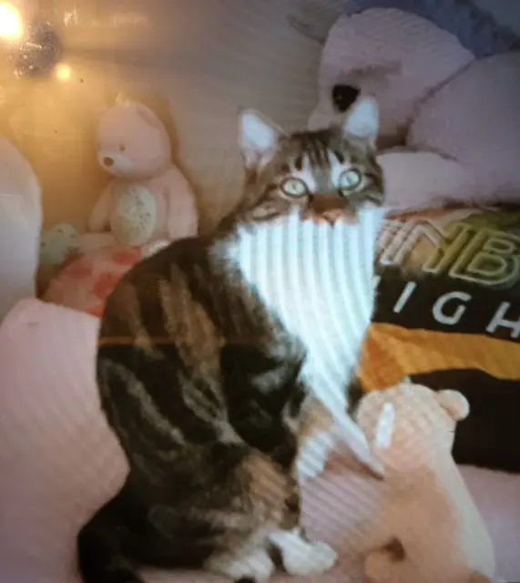 chat lost   88430 Biffontaine Moustique