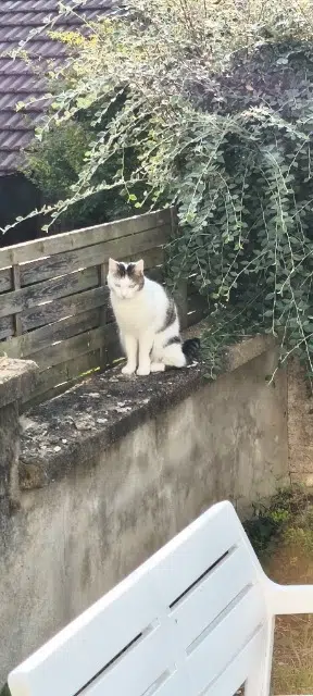 chat lost   88300 Neufchâteau Capucin