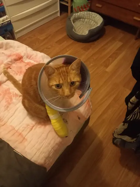 chat lost   88000 Épinal Ninja