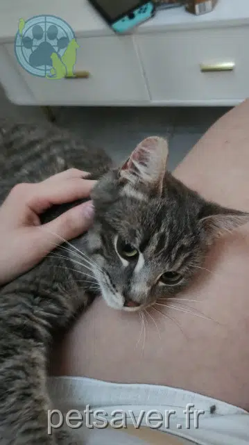 gatto perso 88430 Corcieux Noah gatto lost 88430 Corcieux Noah