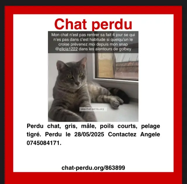chat lost   88190 Golbey Nougat