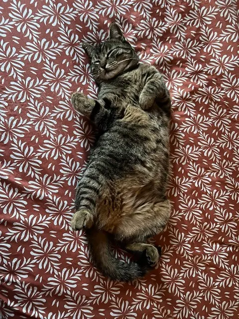 cat lost 88230 Fraize Patapouf cat lost 88230 Fraize Patapouf