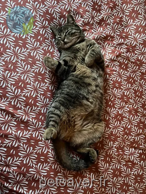 chat perdu 88230 Fraize Patapouf chat lost 88230 Fraize Patapouf