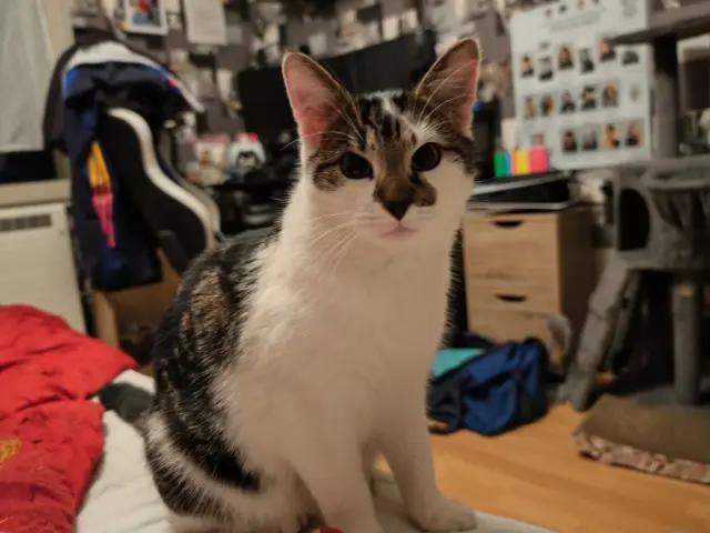 chat lost   88450 Vincey Rio
