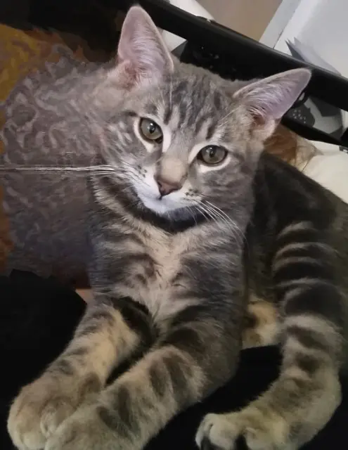 chat lost   88440 Nomexy Rocky
