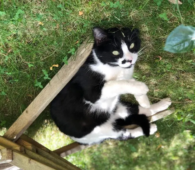 gato perdido 88420 Moyenmoutier Rooster gato lost 88420 Moyenmoutier Rooster