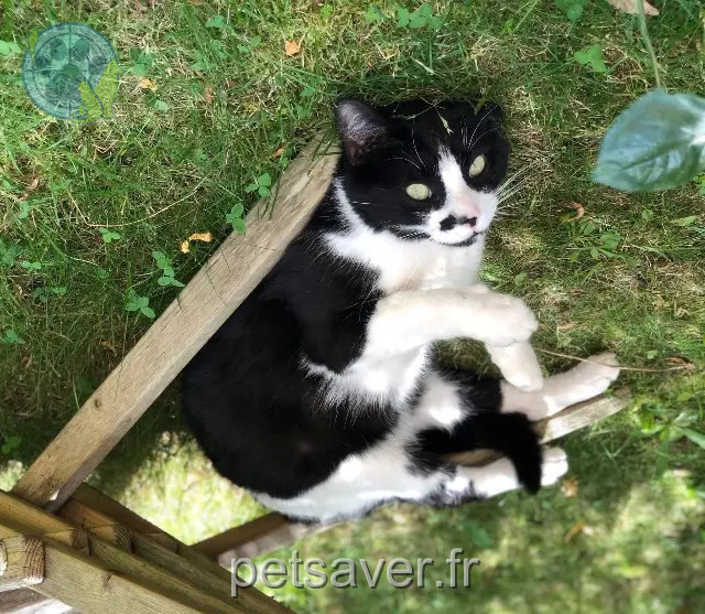 Kater vermisst 88420 Moyenmoutier Rooster Kater lost 88420 Moyenmoutier Rooster
