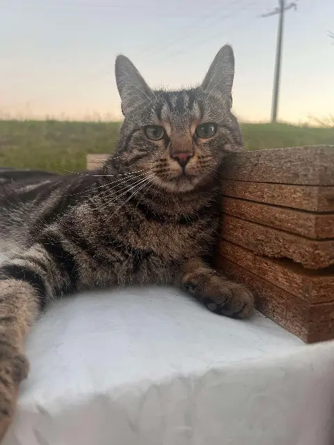 chat lost   88600 Champ-le-Duc Rosette