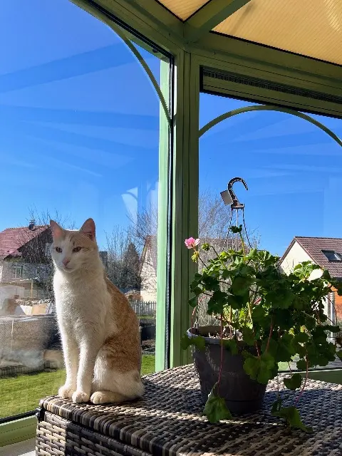 chat lost   88150 Chavelot Roucky