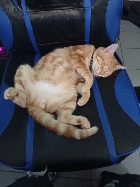 chat lost   88700 Rambervillers Roukiki