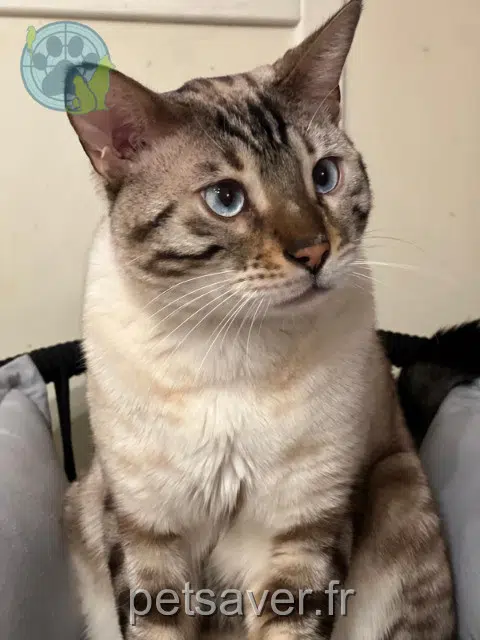 chat lost 88400 Gérardmer Sam