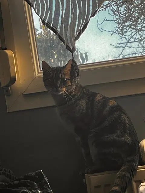 chat lost   88430 Corcieux Shadow