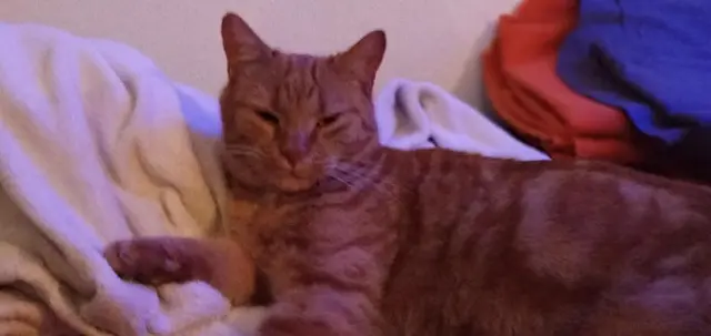 chat lost   88110 Raon-sur-Plaine Tazou