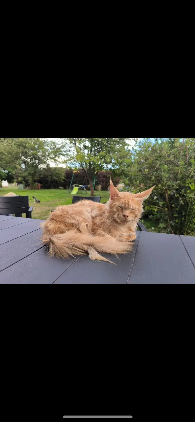 Chat Perdu 88 Vosges - Texas Chat Perdu 88 Vosges - Texas
