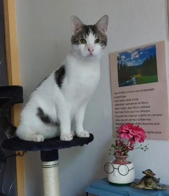 chat lost   88110 Raon-l'Étape Ticoeur
