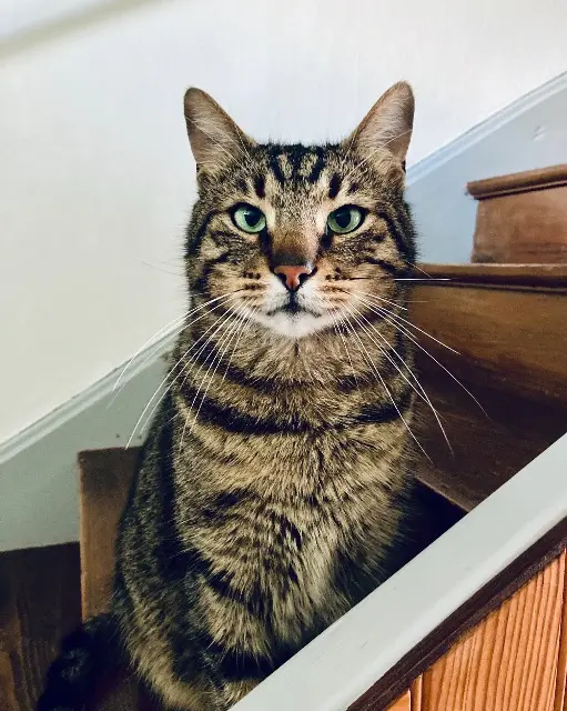 kater vermist 88190 Golbey Timon kater lost 88190 Golbey Timon