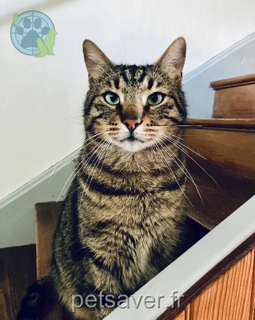 Kater vermisst 88190 Golbey Timon Kater lost 88190 Golbey Timon