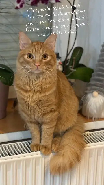 chat lost   88110 Raon-l'Étape Winnie