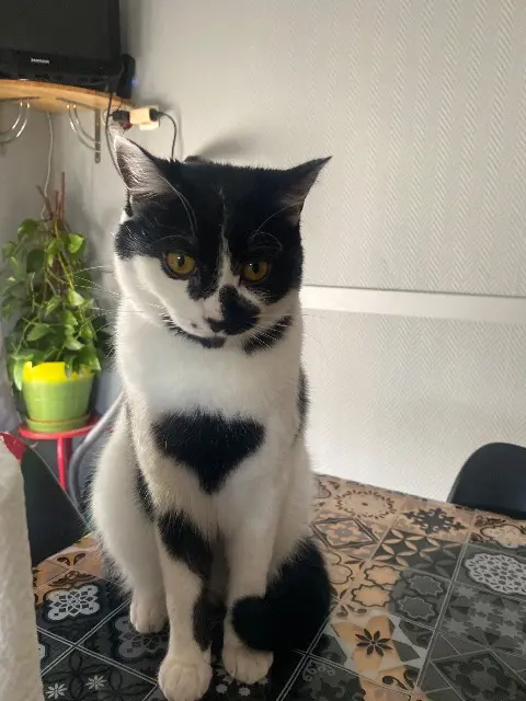 chat lost   88140 Bulgnéville Yoshi