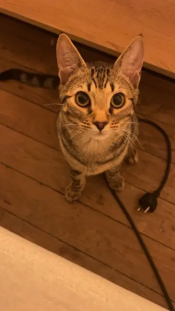 gato perdido 88390 Dommartin-aux-Bois Yoshi gato lost 88390 Dommartin-aux-Bois Yoshi