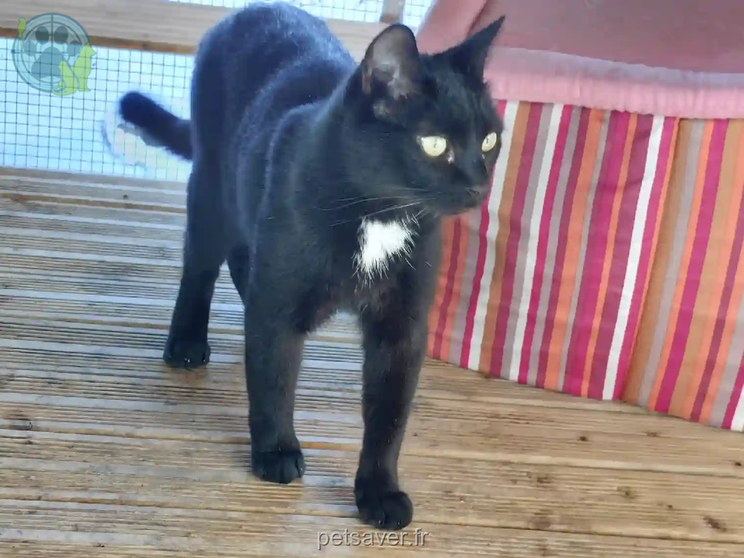 Chat Perdu 88 Vosges Chat Perdu 88 Vosges