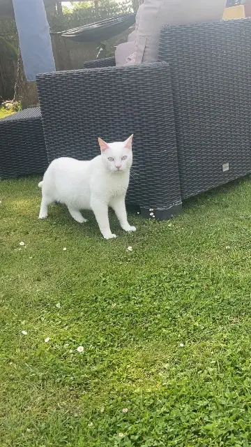 chat lost   89410 Béon ange