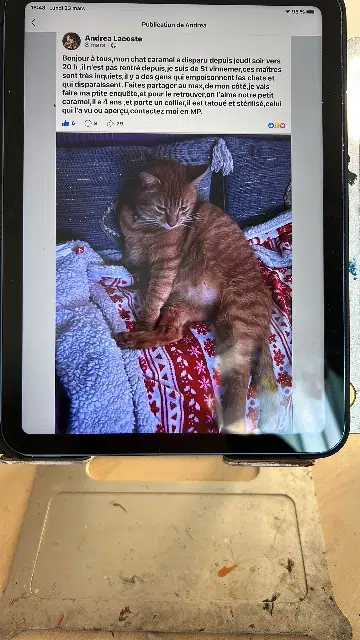 chat lost   89430 Tanlay Caramel