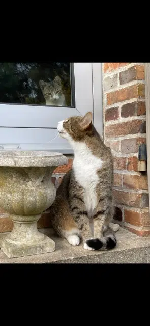 chat lost   89100 Sens Chabo