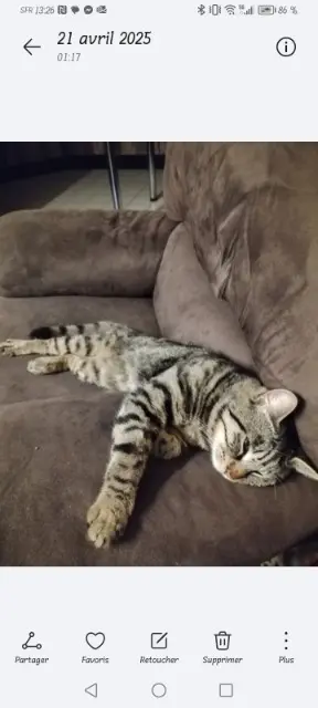 chat lost   89290 Augy Chacha