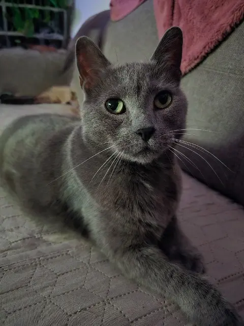 Kater vermisst 89140 Pont-sur-Yonne Chachat Kater lost 89140 Pont-sur-Yonne Chachat