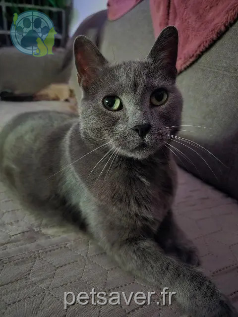 chat perdu 89140 Pont-sur-Yonne Chachat chat lost 89140 Pont-sur-Yonne Chachat